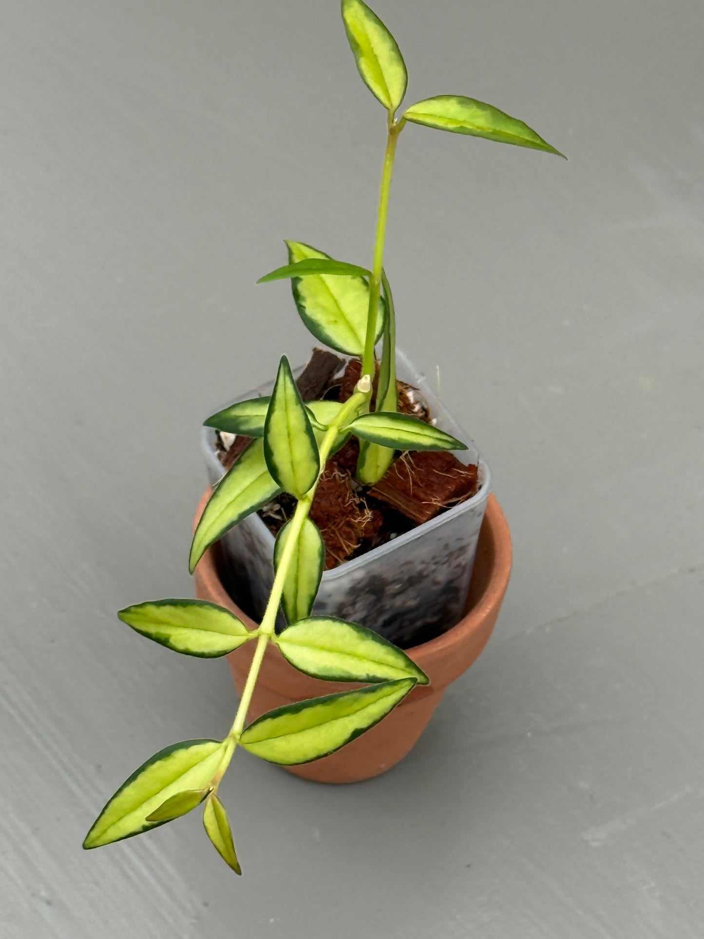 Hoya Bella Inner Variegated (grower’s choice)