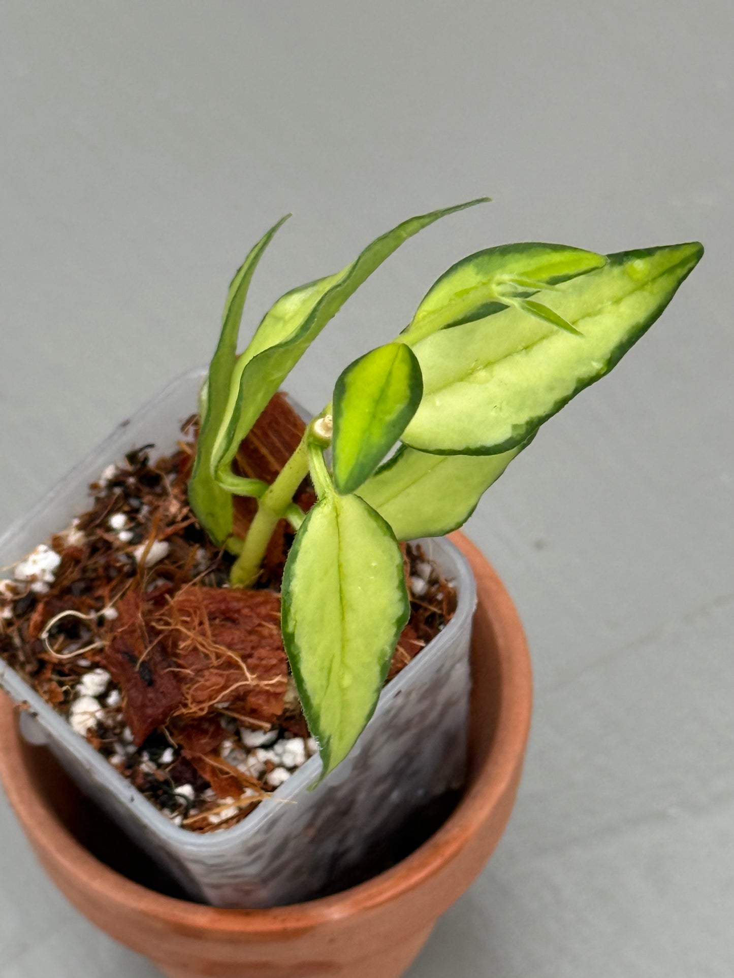Hoya Bella Inner Variegated (grower’s choice)