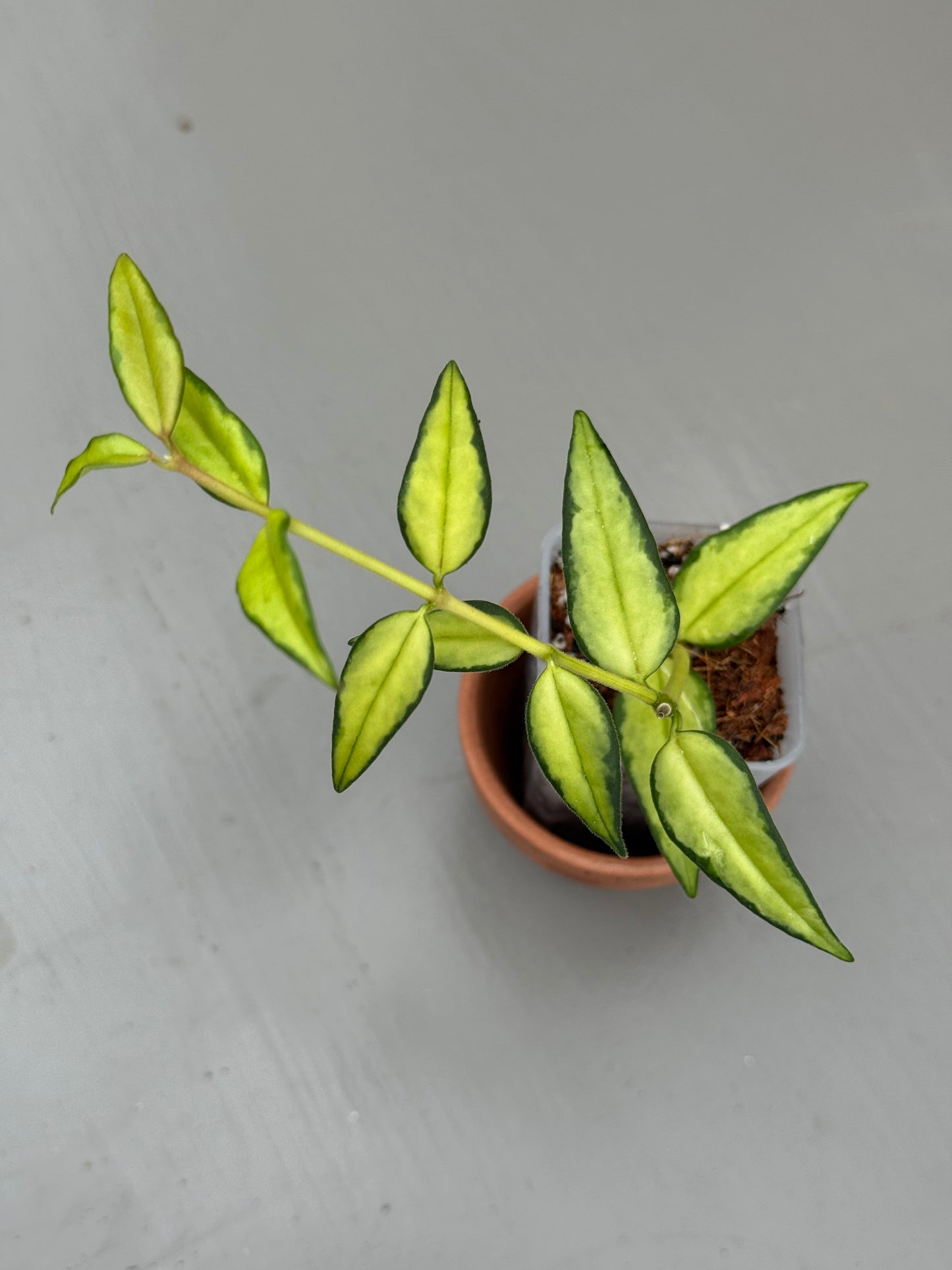 Hoya Bella Inner Variegated (grower’s choice)