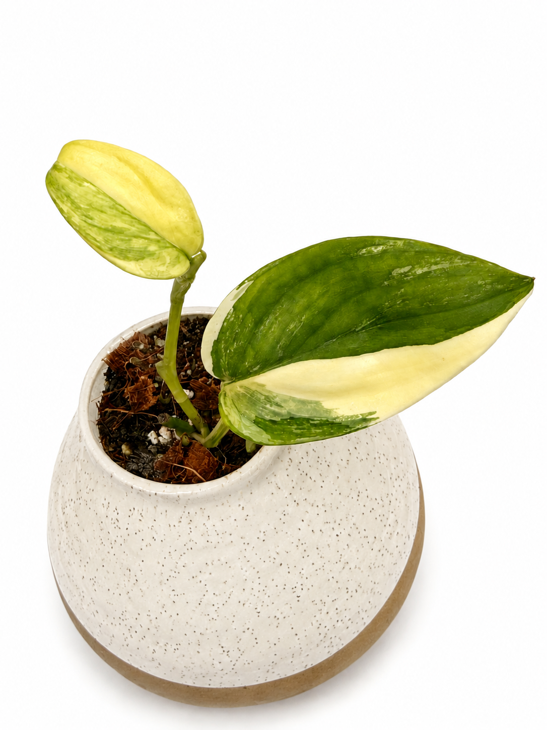 Scindapsus Hederaceus Aurea