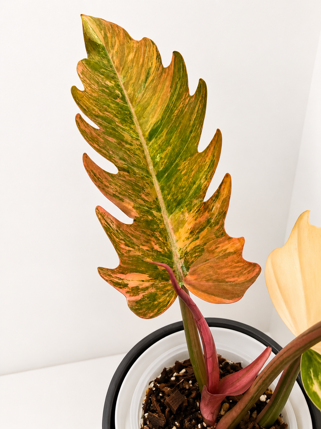 Philodendron Caramel Marble Variegated