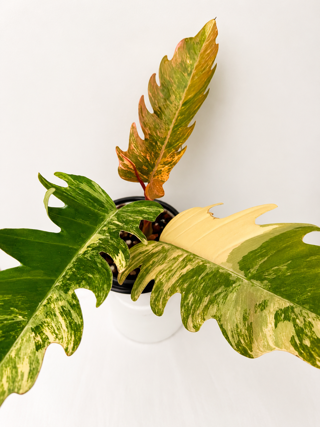 Philodendron Caramel Marble Variegated