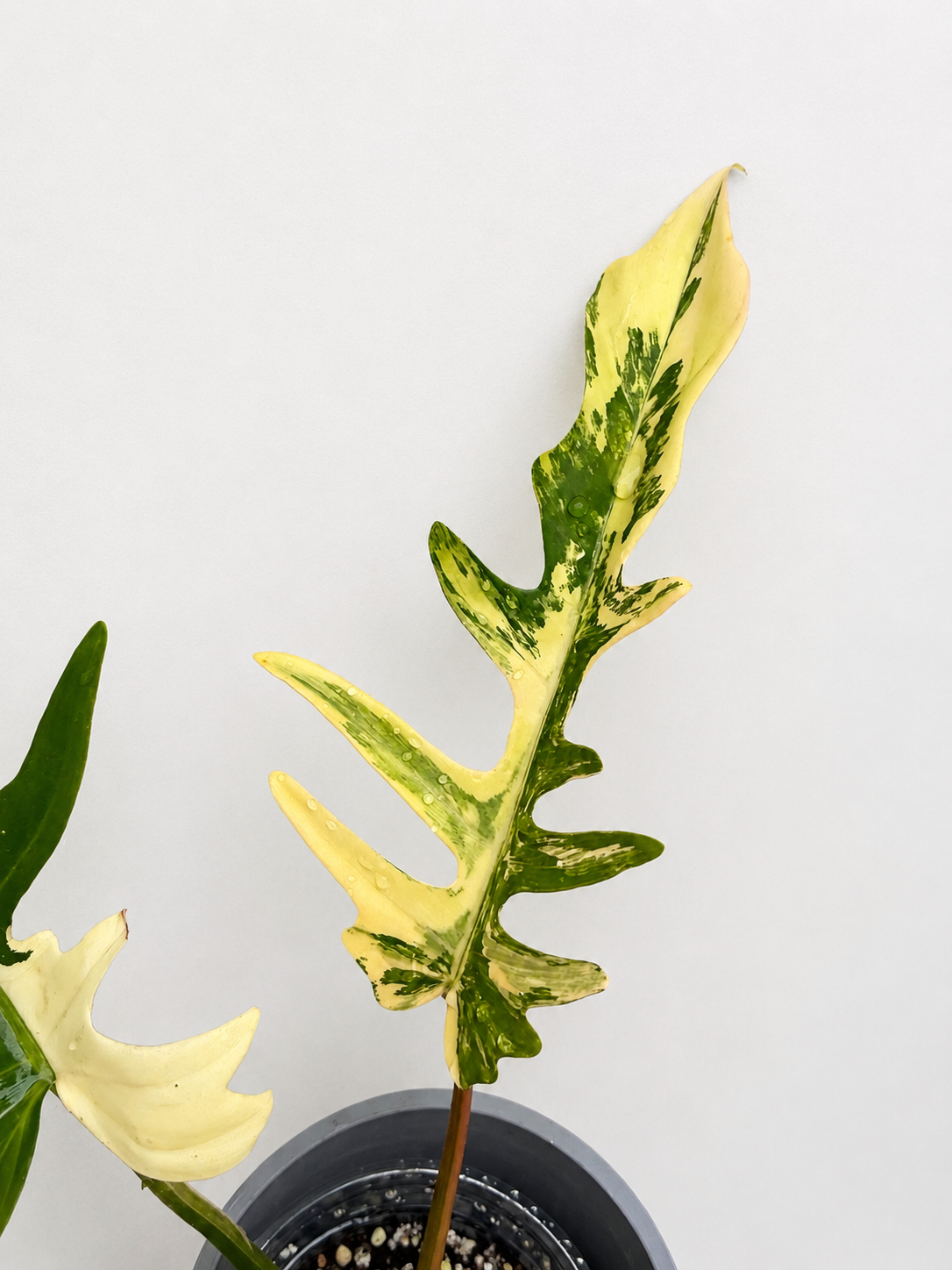 Philodendron Florida Beauty x Tortum