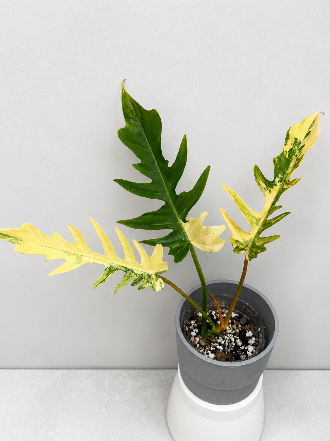 Philodendron Florida Beauty x Tortum