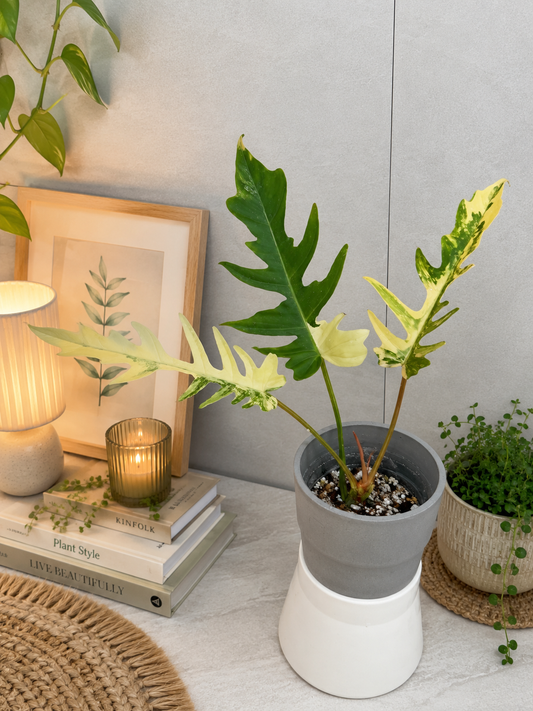 Philodendron Florida Beauty x Tortum