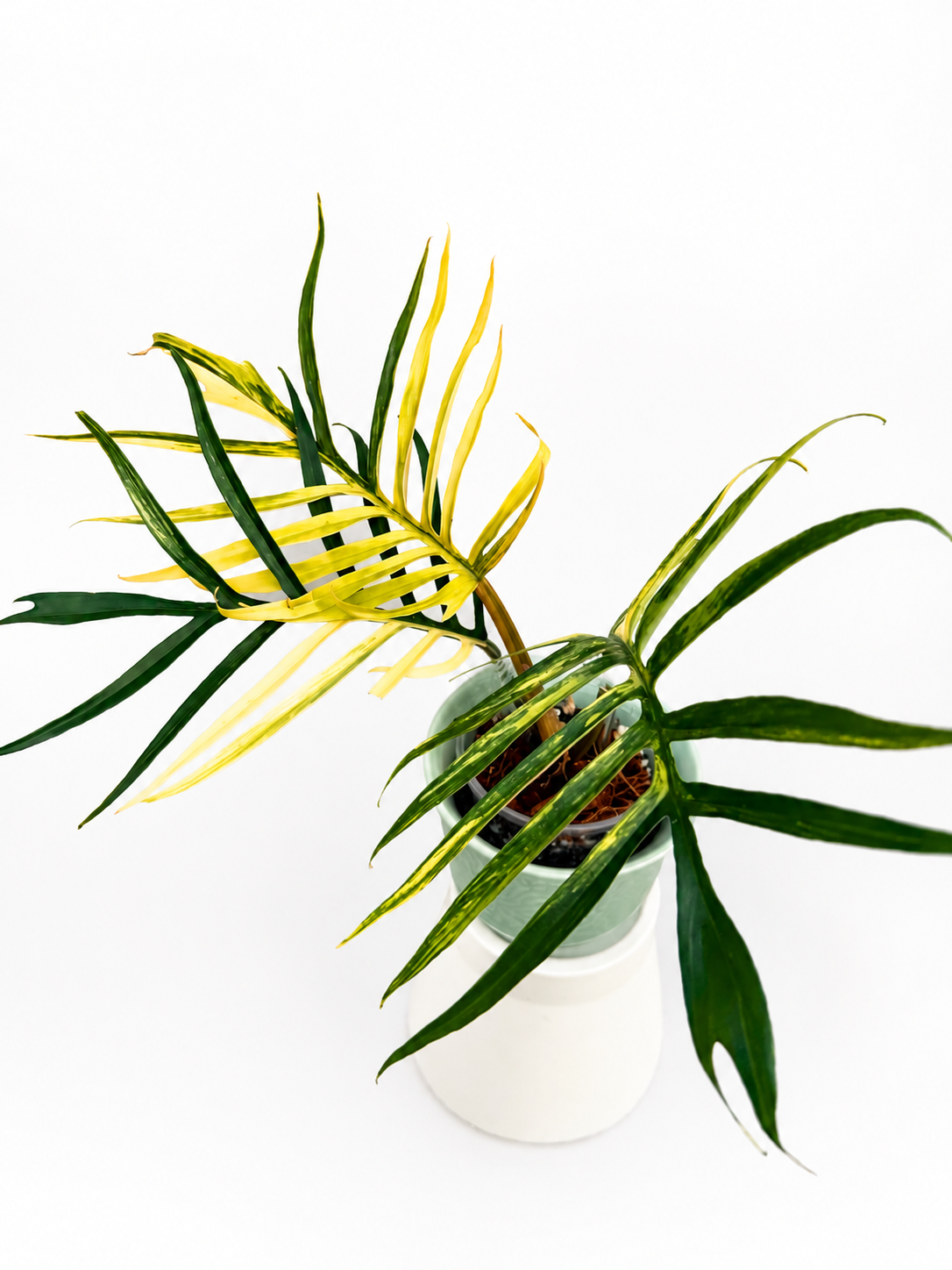 Philodendron Tortum Variegated