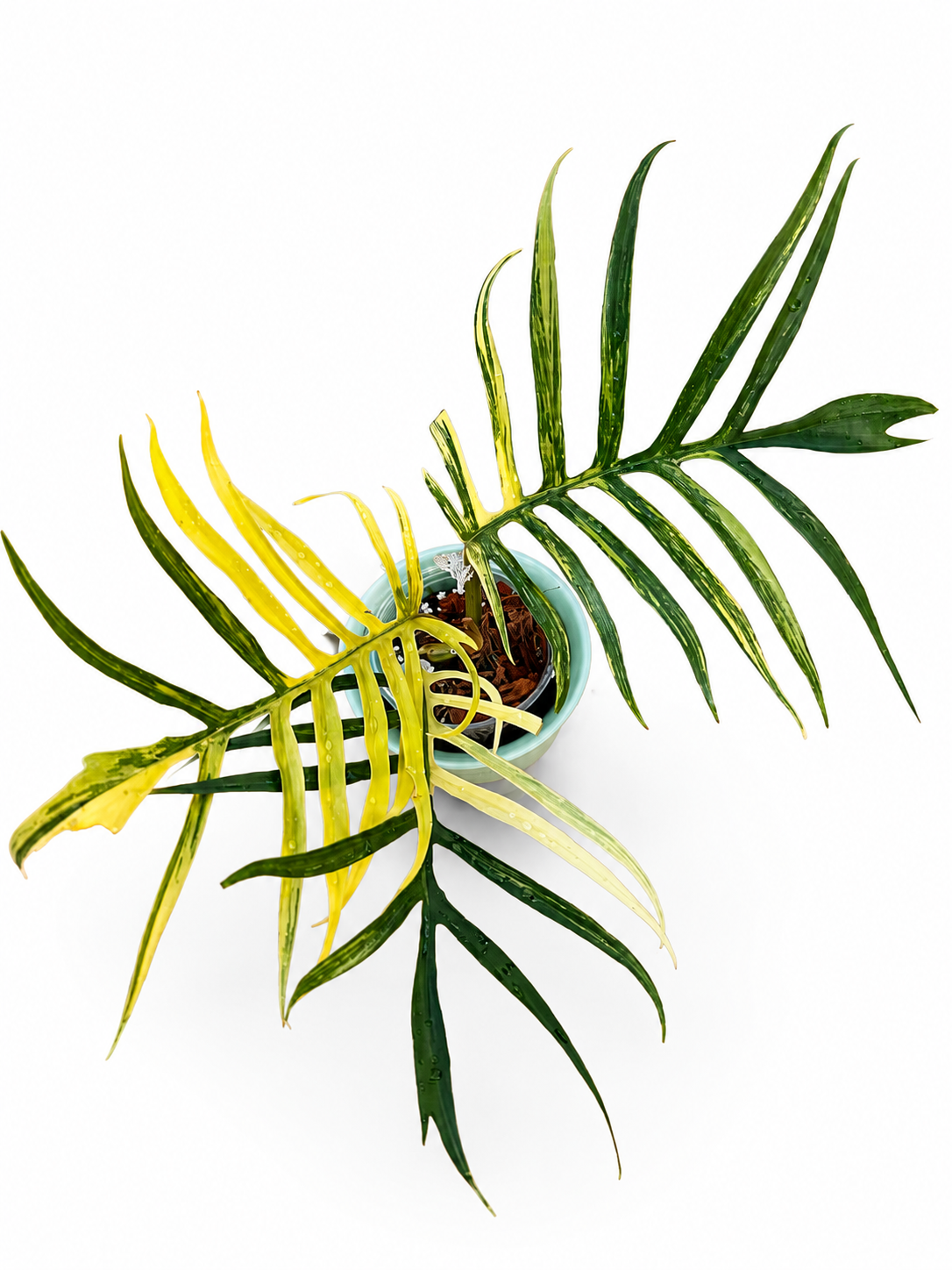 Philodendron Tortum Variegated