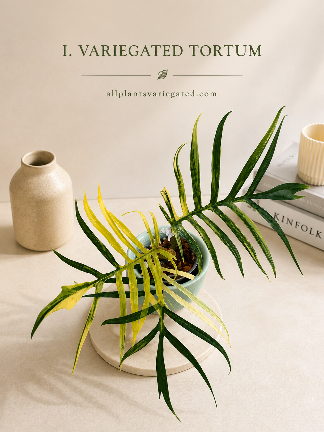 Philodendron Tortum Variegated