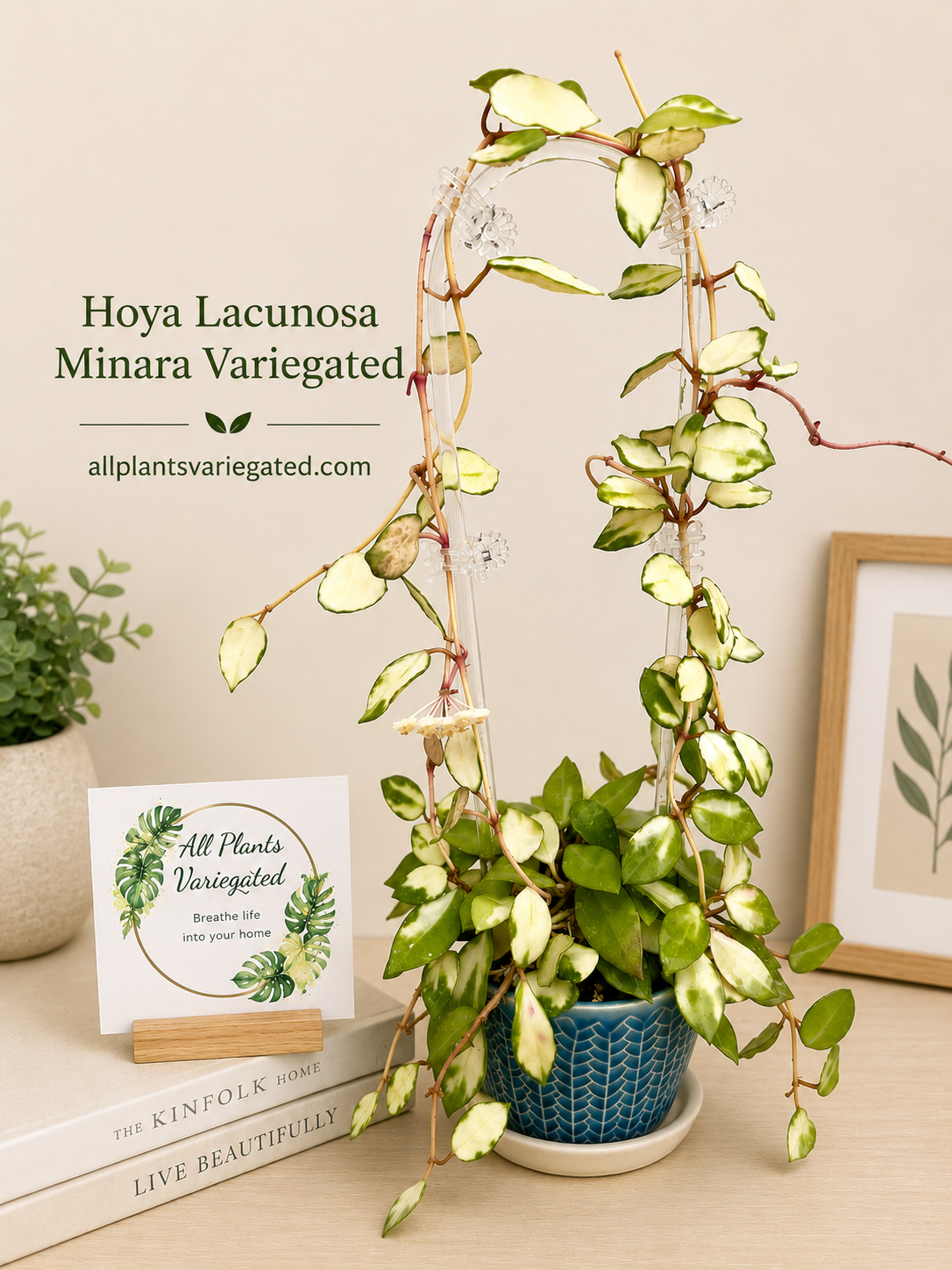 Hoya Lacunosa Minara Variegated unrooted cutting (grower’s choice - 1 node, 2 leaves)