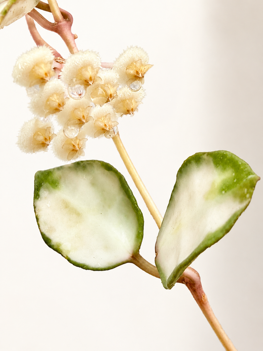 Hoya Lacunosa Minara Variegated unrooted cutting (grower’s choice - 1 node, 2 leaves)