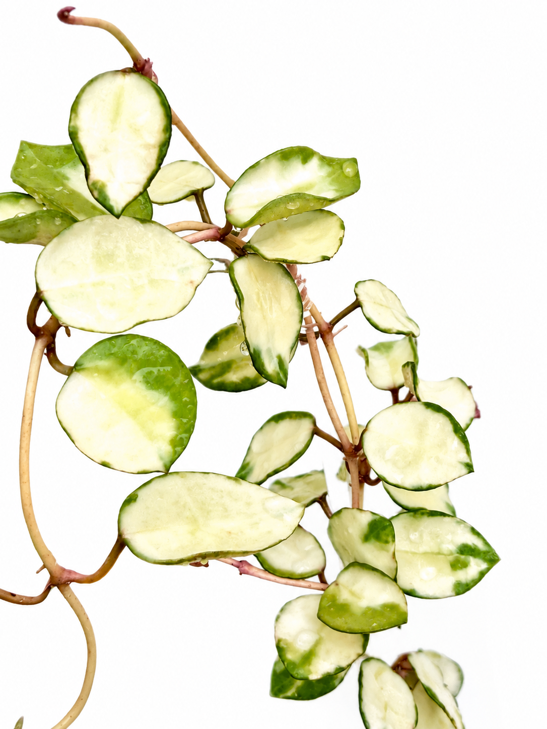 Hoya Lacunosa Minara Variegated unrooted cutting (grower’s choice - 1 node, 2 leaves)