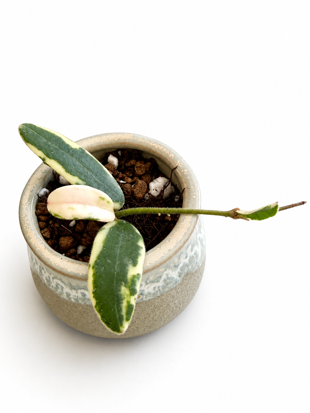 Hoya Lyi Prism variegated