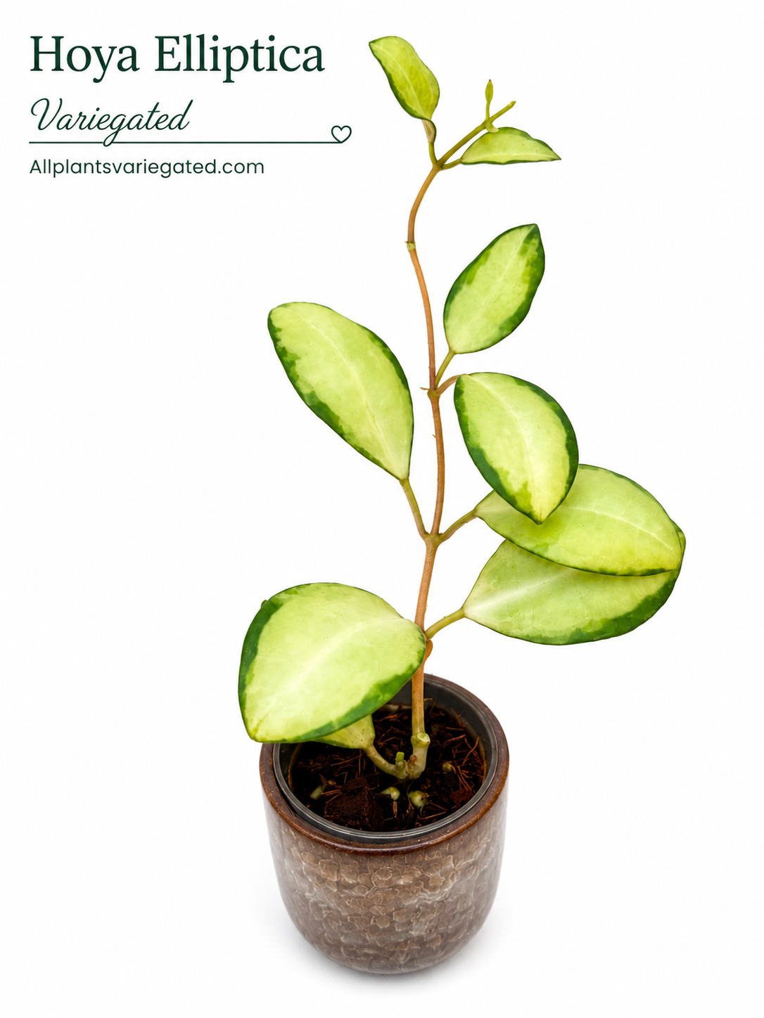 Hoya Elliptica Variegated
