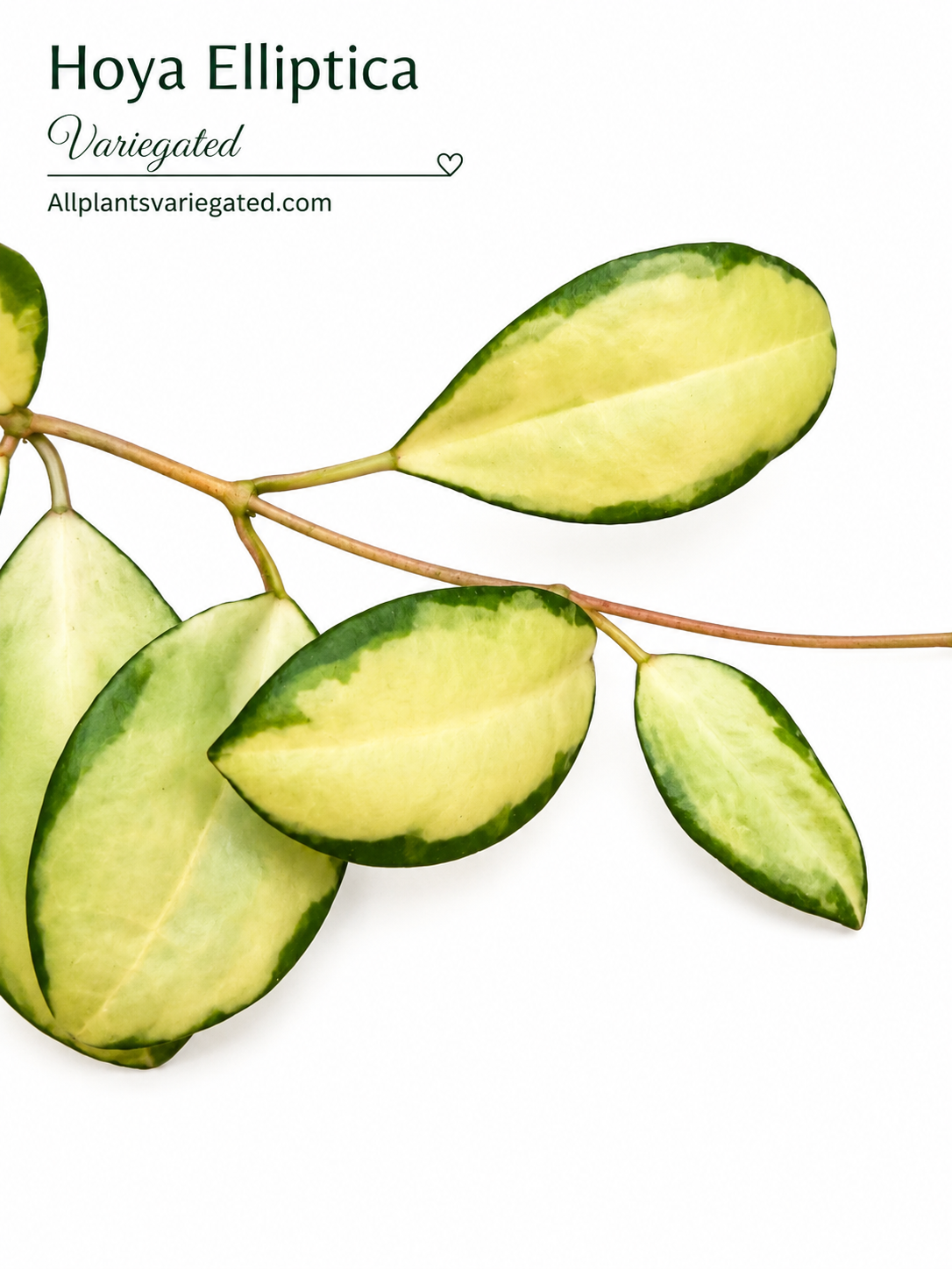 Hoya Elliptica Variegated