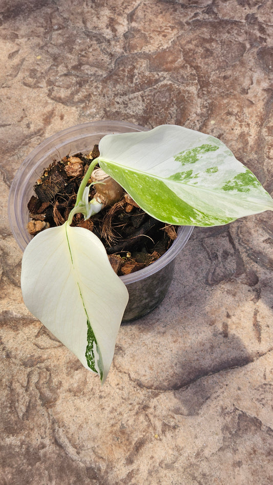 Monstera Albo High Variegation