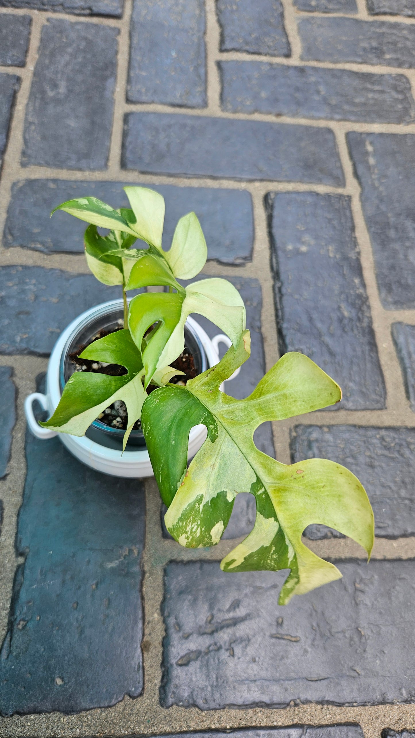 Rhaphidophora Tetrasperma Variegated