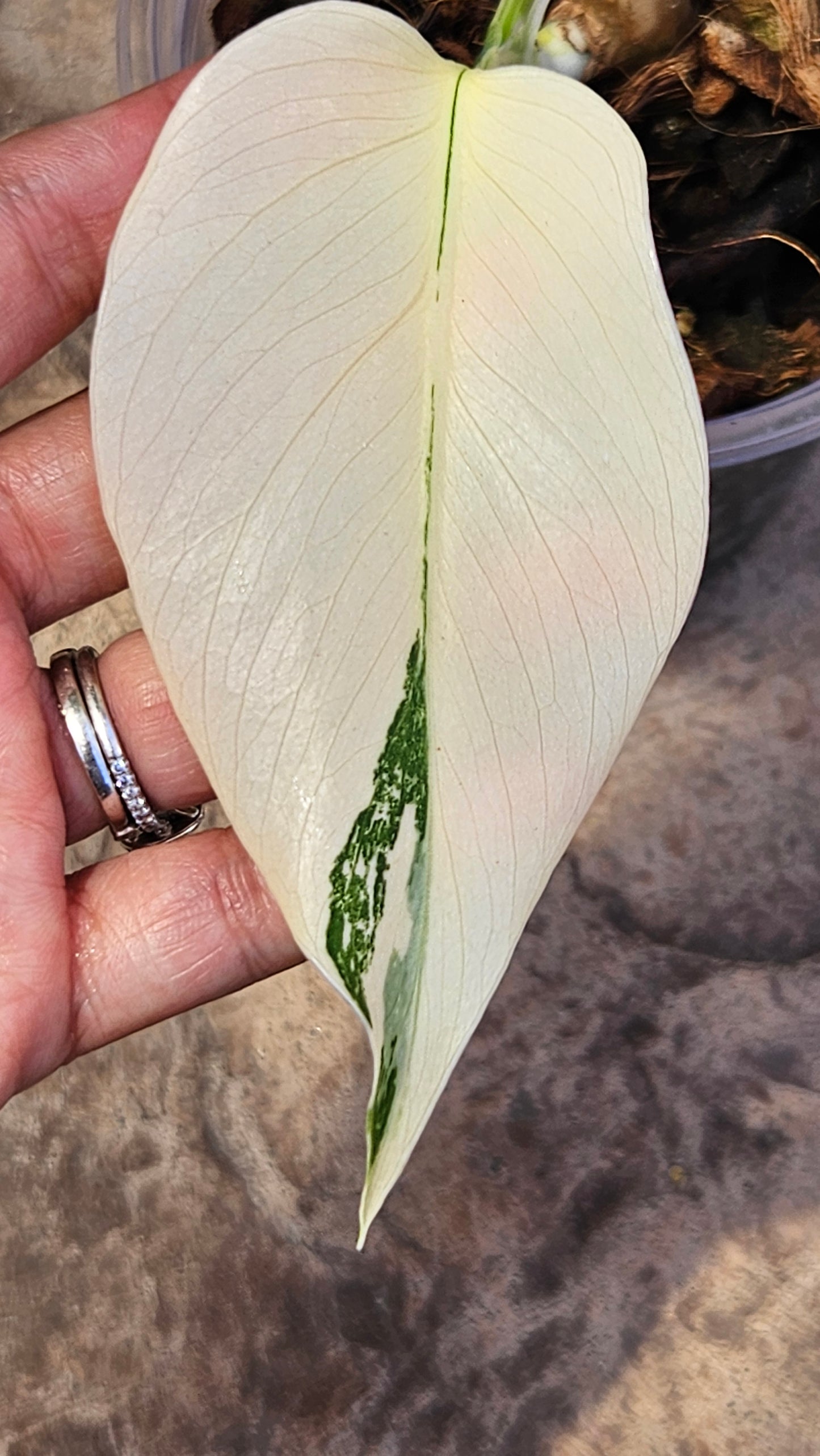 Monstera Albo High Variegation