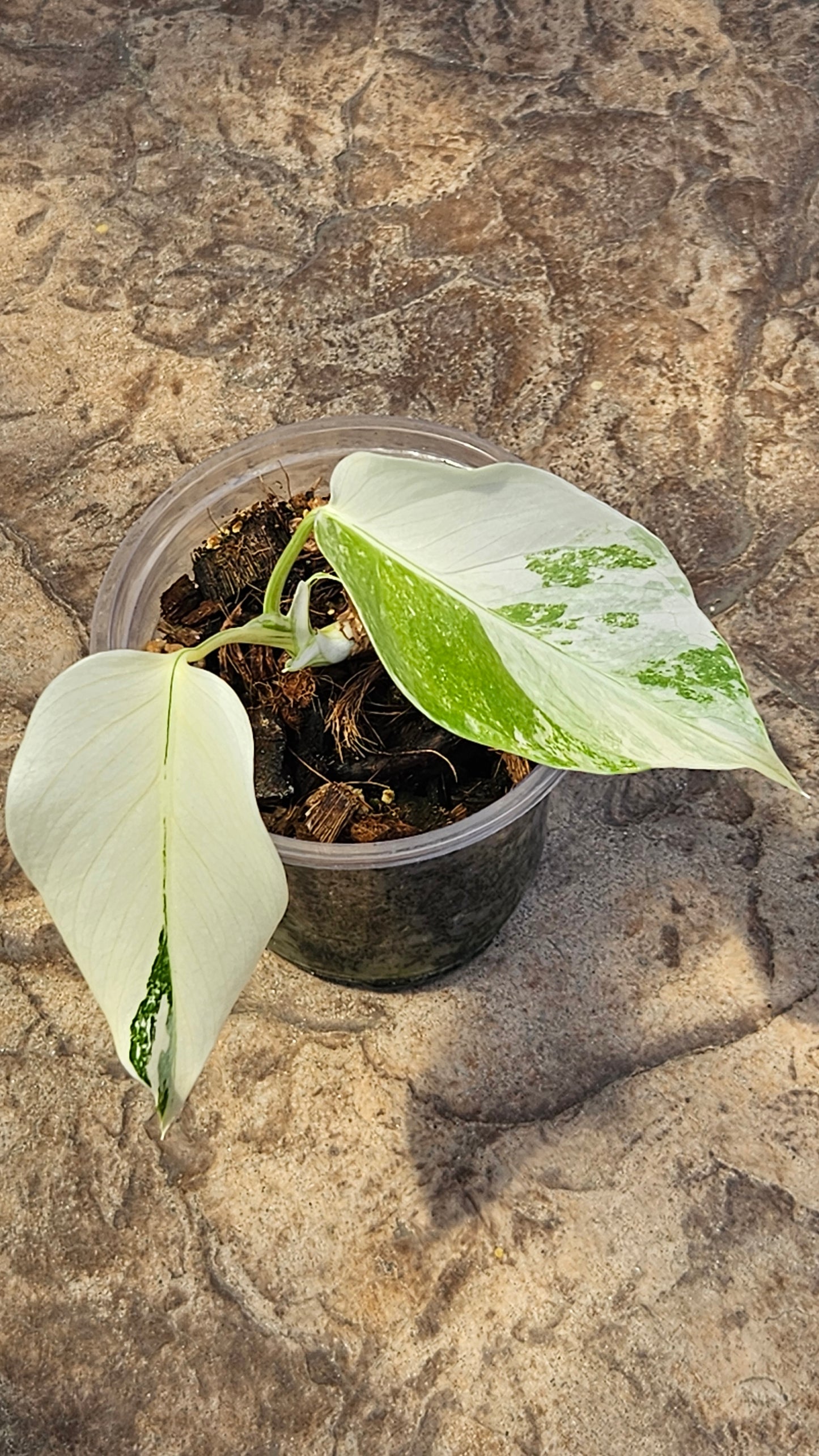 Monstera Albo High Variegation