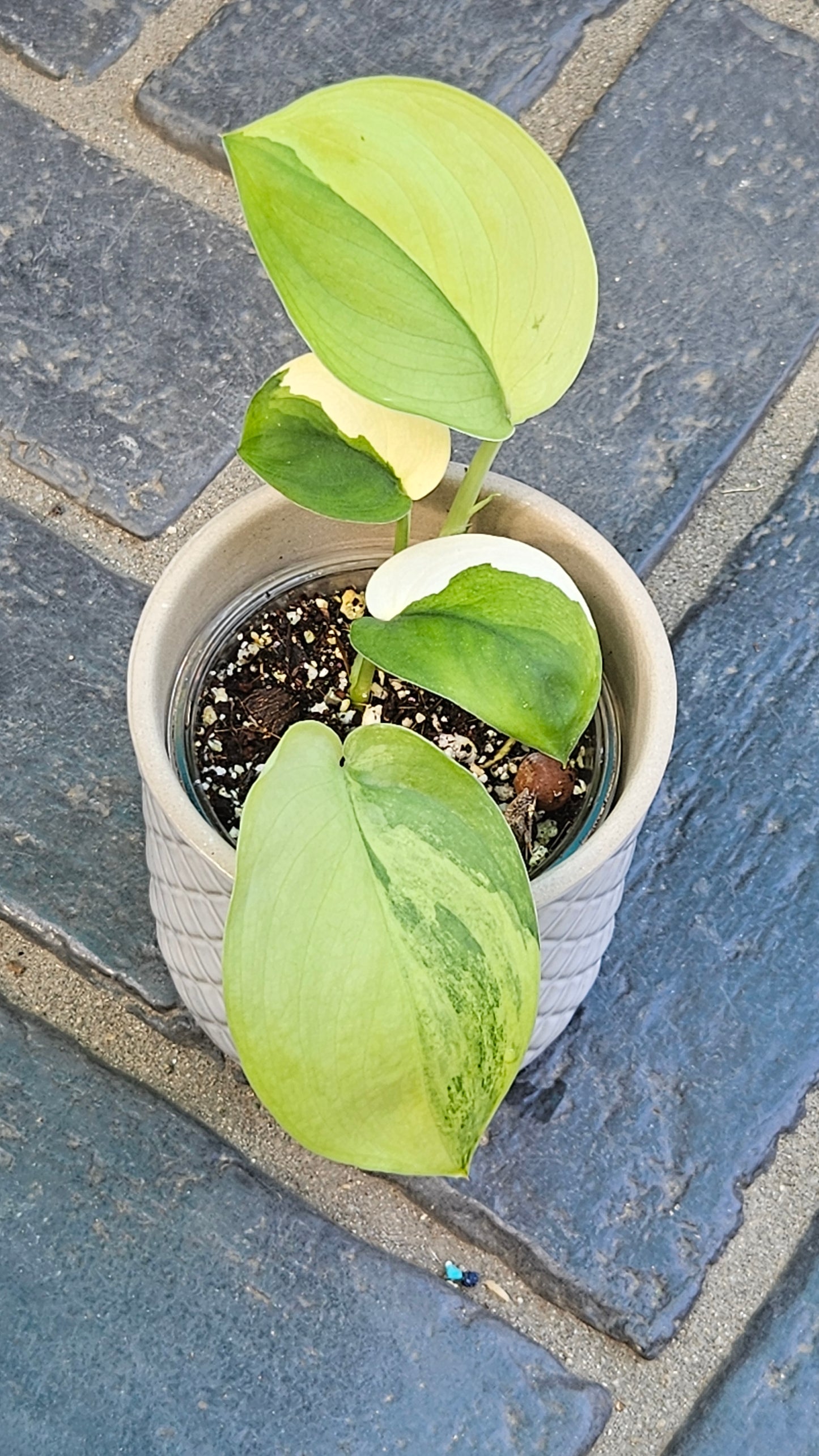 Scindapsus Jade Satin Aurea