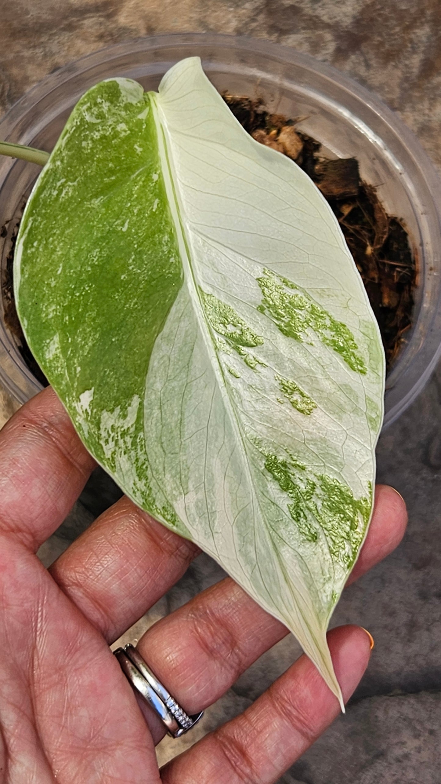 Monstera Albo High Variegation